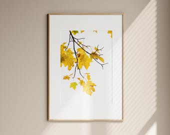 Photographie de feuilles jaunes : art botanique minimaliste d'automne (art mural imprimable)