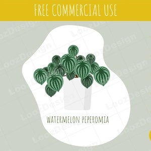Watermelon Peperomia, Peperomia argyreia Plant SVG, EPS, PNG and more!