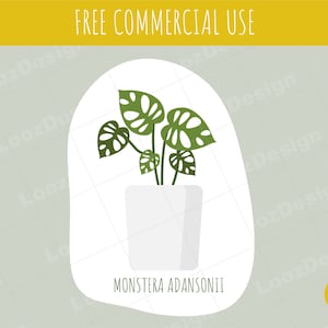 Monstera Adansonii Pflanze, SVG, PNG Zimmerpflanze, EPS, png und mehr!