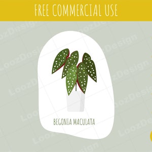 Vector Begonia Maculata, SVG, PNG, and way more!