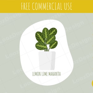 Vector lemon lime maranta, red maranta, Prayer Plant, SVG, EPS, PNG and more!