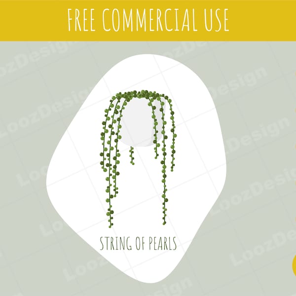 Vector String of Pearls Plant, SVG, PNG and more!