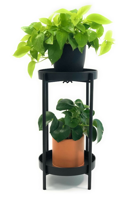 money tree san diego Pachira aquatica 'Money Tree' – The Victorian Atlanta main image 0