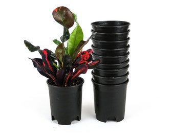 large teacup and saucer planter Teacup Planters  Norman's Garden Gallery