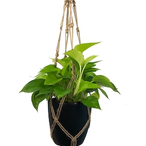 May include: A macrame plant hanger with a black pot and a green plant hanging from it. The hanger is made of natural jute rope and has a tassel at the bottom.