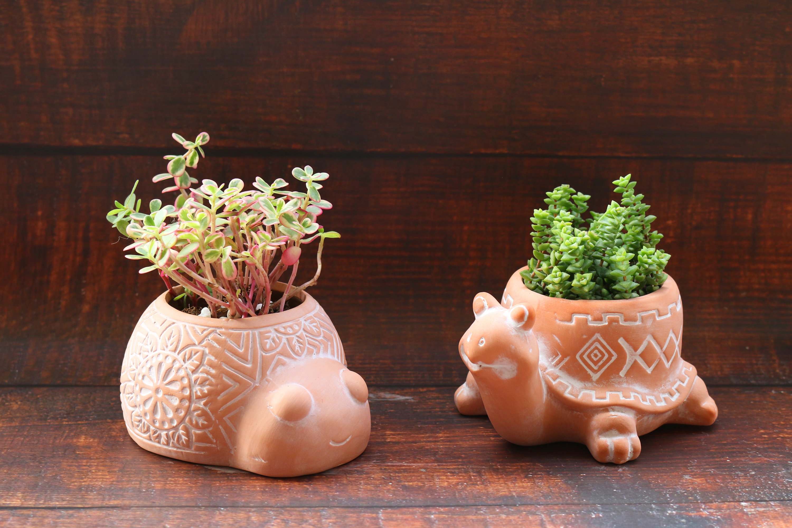 Animal Planter Turtle Lady Bug Terracotta Succulent Planter - Etsy Animal Planter Turtle Lady Bug Terracotta Succulent Planter - Etsy