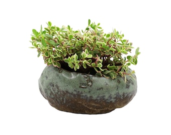 May include: A small, round, ceramic planter in shades of green and brown, filled with a vibrant green plant with variegated leaves. The plant has small, oval-shaped leaves with white edges and pink stems. The planter has a textured surface.