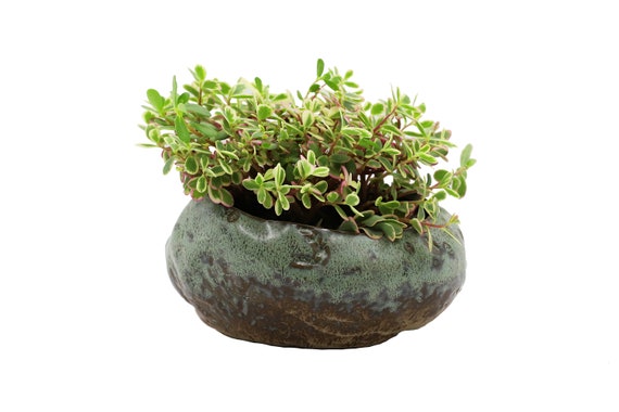 Premium Shallow Succulent Planter Pot, Ceramic with Decorative Patina Glaze, Kitchen, Living Room, and Home Decor