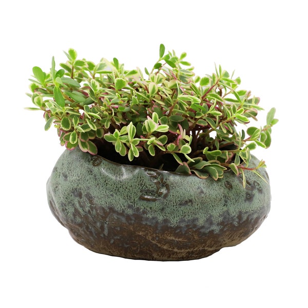 Premium Shallow Succulent Planter Pot, Ceramic with Decorative Patina Glaze, Kitchen, Living Room, and Home Decor