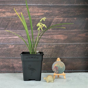 May include: A potted green orchid plant with yellow flowers in a black square pot with a flamingo design. The pot is sitting on a gray surface next to a small wooden easel with a round, colorful abstract painting.