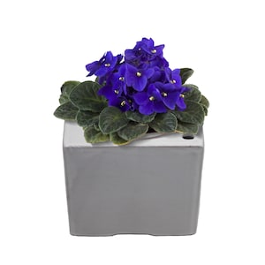 May include: A small potted plant with dark green leaves and vibrant purple flowers. The plant is in a square gray ceramic pot.