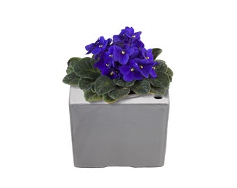 Self-watering African Violet Square Pot Ceramic Planter Color Blue, Potho Planter, Home Office Decoration