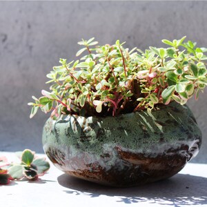 Op de afbeelding: Een kleine, ronde keramische plantenbak met een getextureerde, gevlekte groen-bruine glazuur. Het is gevuld met een levendige groene plant met roze stelen en bonte bladeren. Een paar takjes van de plant liggen naast de plantenbak.
