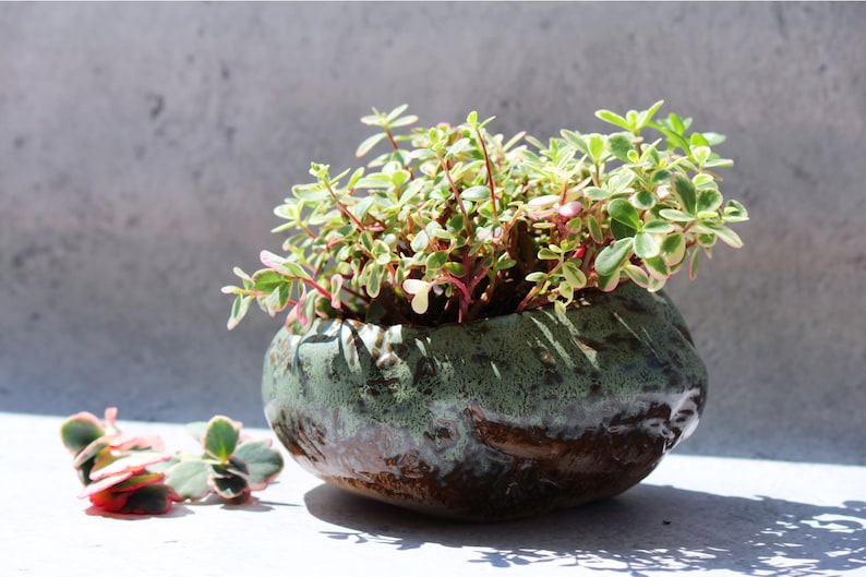 Op de afbeelding: Een kleine, ronde keramische plantenbak met een getextureerde, gevlekte groen-bruine glazuur. Het is gevuld met een levendige groene plant met roze stelen en bonte bladeren. Een paar takjes van de plant liggen naast de plantenbak.