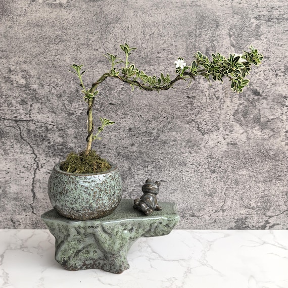Self-watering Pot Set With Plant Buddy Frog Turtle Goose Figurine and Wick  Cord, Patina Glaze Ceramic Planter - Etsy