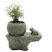 see more listings in the Self-Watering Planters section
