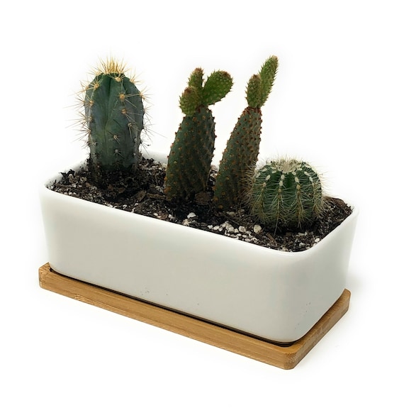 Rectangular Ceramic Succulent Planter Pot 6.5" White Shallow Ceramic Bowl with Drainage Hole and Bamboo Saucer