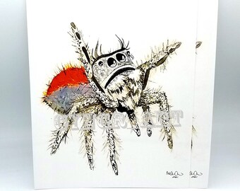 Apache Jumping Spider Watercolor Print (11" x 8.5")