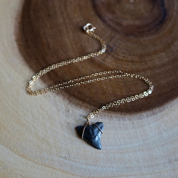 Gold-filled Shark Tooth Necklace