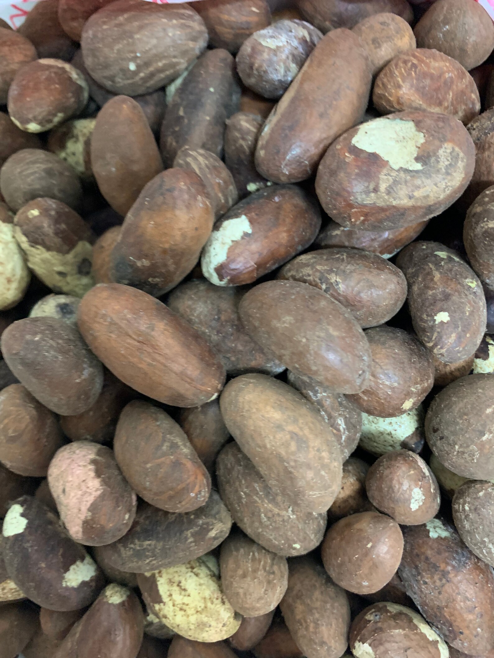 Organic Fresh Bitter Kola Nuts Orogbo Garcinia Kola. Akiilu. Etsy