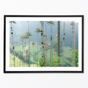 Photographic print | The giant palm trees of the Cocora Valley, Colombia | Author&#39;s photo, high-quality print