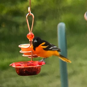 Double Staggered Oriole Feeder