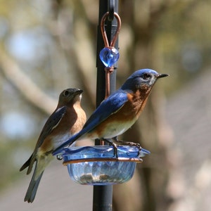 Bluebird Feeder Single