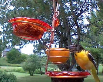 NEW Deluxe Oriole Feeder