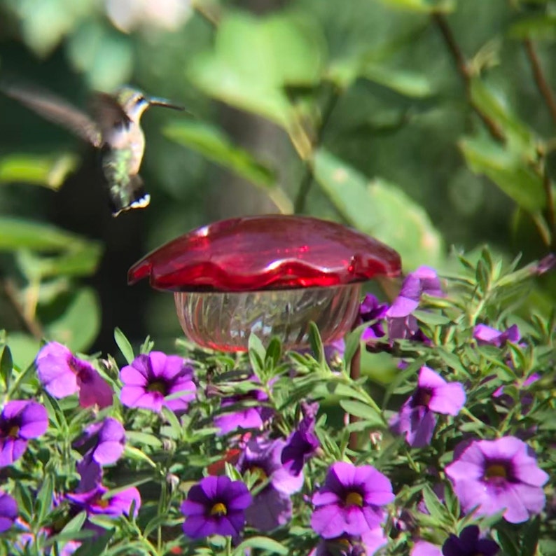 Flower Pot Hummingbird Feeder image 9