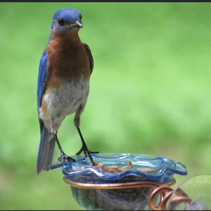 Window bluebird Feeder