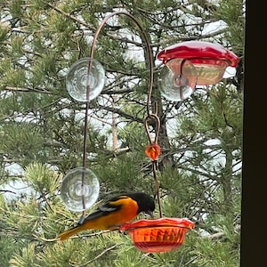 May include: A bright orange and black Baltimore Oriole bird perched on a red glass hummingbird feeder with a clear glass feeder hanging below. The feeder is attached to a metal hook and is hanging from a tree branch.
