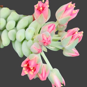 May include: A cluster of pink succulent flowers with green leaves. The flowers are at various stages of bloom, with some fully open and others still in bud.