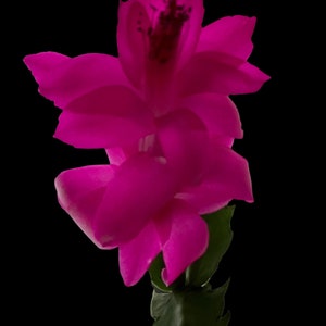 Zygocactus COOL and HOT Colours cuttings-choose your own