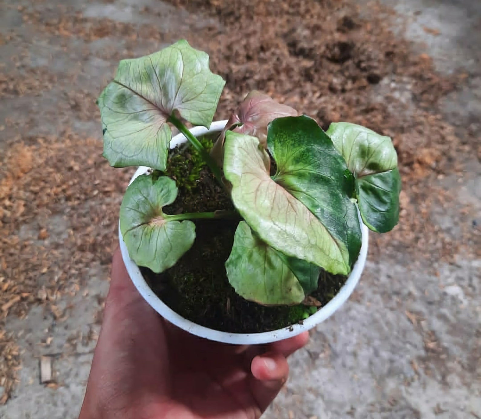 Wholesale Syngonium T24 Rare Plant Free Phytosanitary Etsy