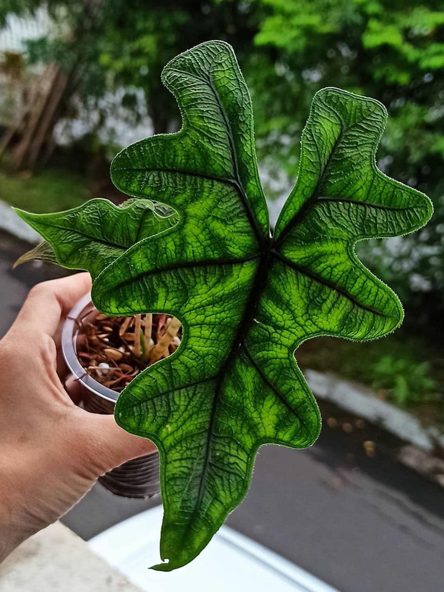 Alocasia Jacklyn sp Sulawesi Plants free phytosanitary DHL | Etsy