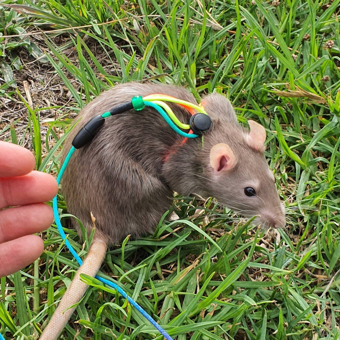 Rat safety harness with elastic bungee leash Etsy