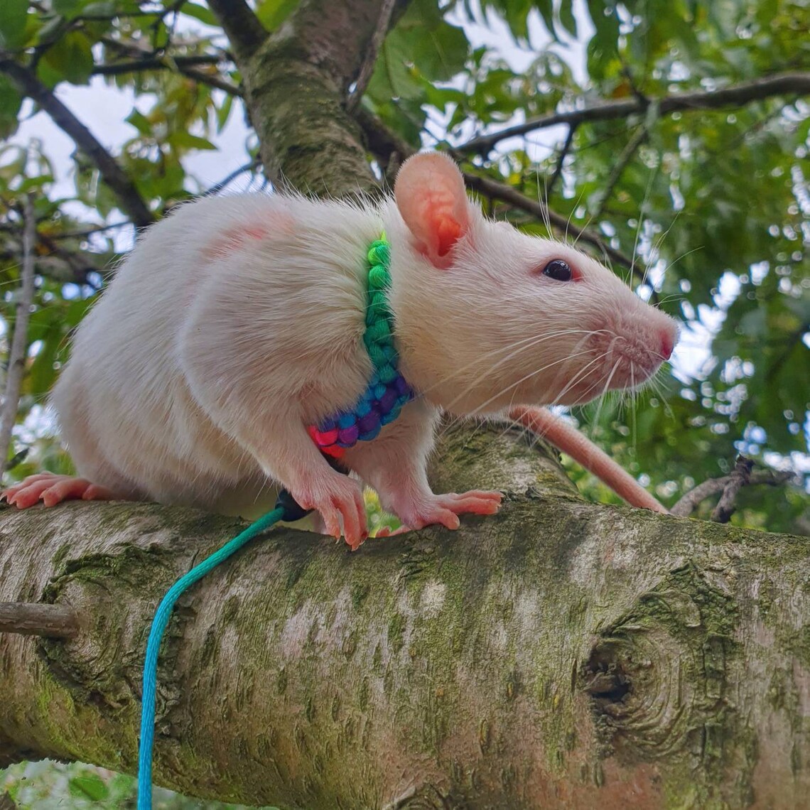 Rat safety harness with elastic bungee leash Etsy