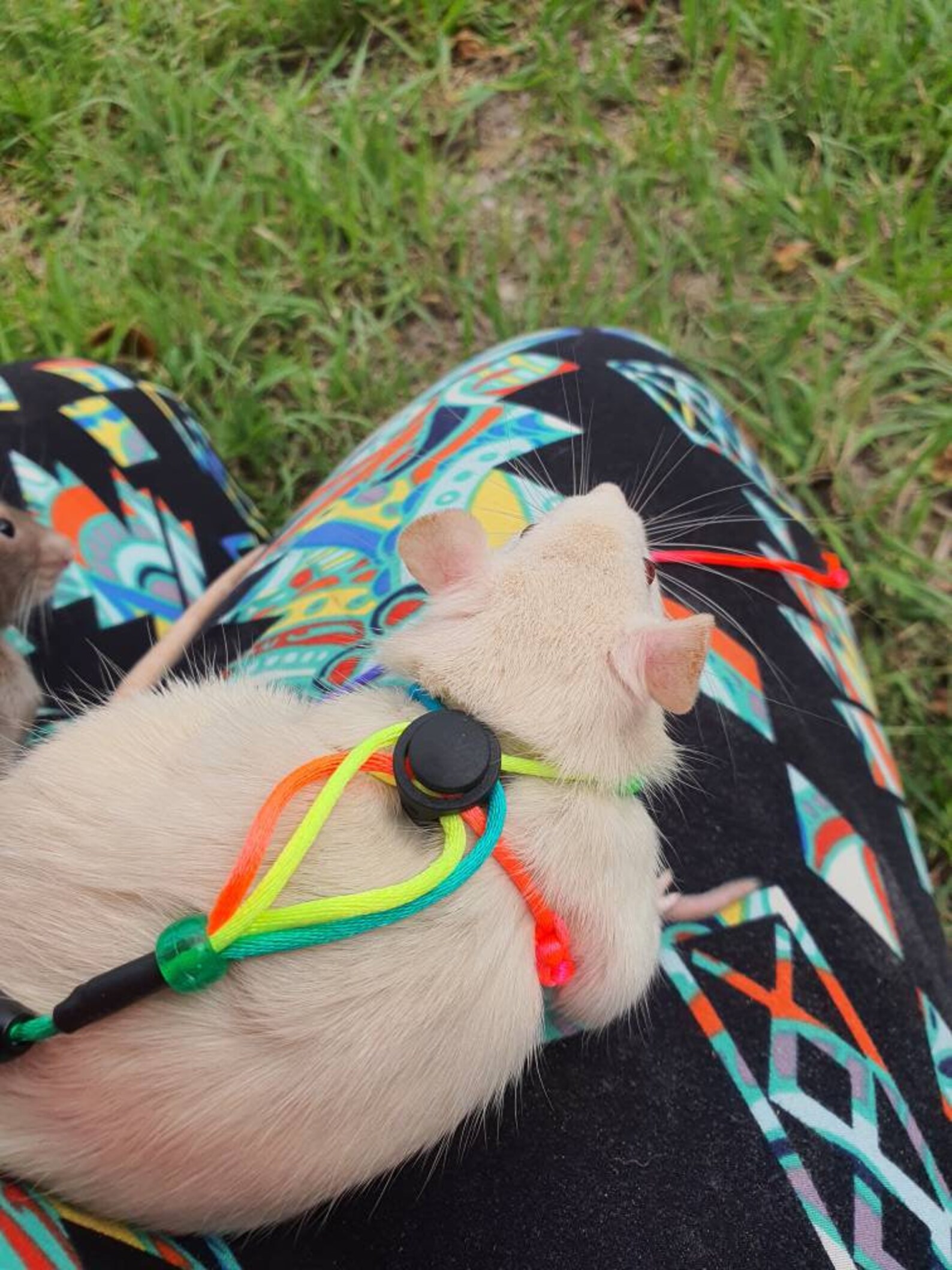 Rat safety harness with elastic bungee leash Etsy
