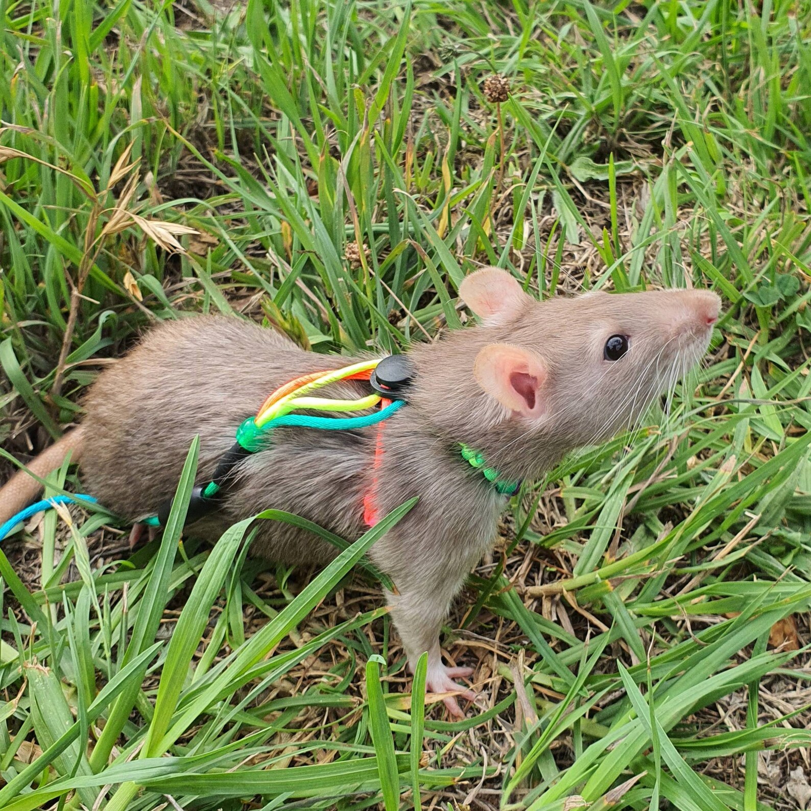 Rat safety harness with elastic bungee leash Etsy