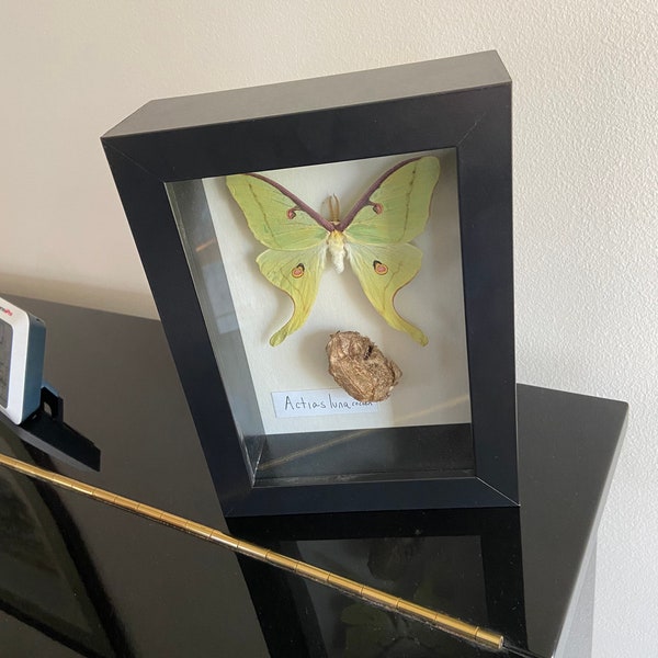 Luna Moth Display - Entomology Moth Art Beautiful Actias Saturniidae