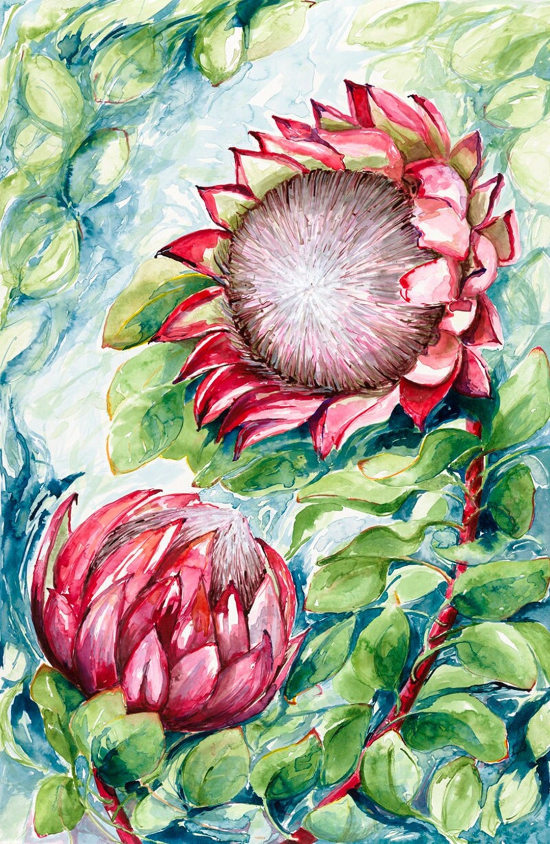 Limited Edition Collectible Art Print 'king Protea' - Etsy