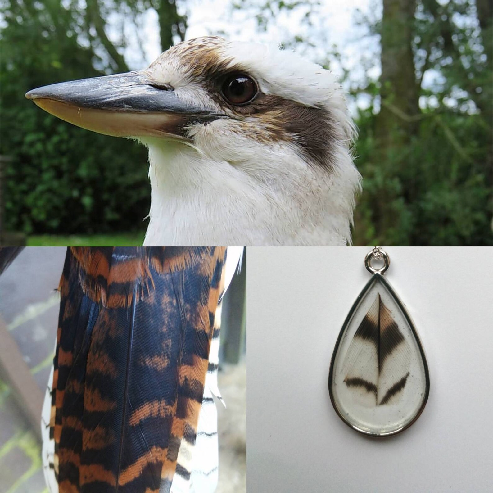 Kookaburra Feather Pendant Necklace Laughing Kookaburra Etsy