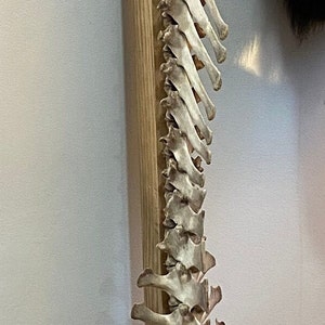 Complete Fully-Articulated Deer Spine with Pelvis and Sacrum