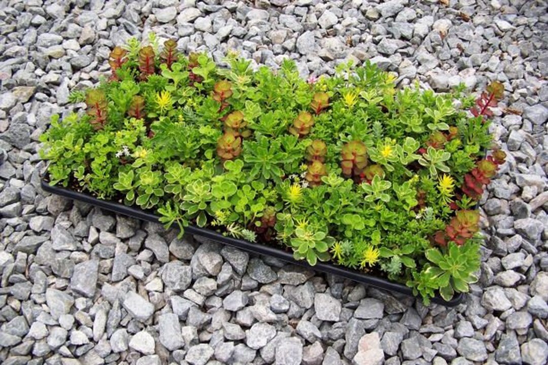 Sedum Tile 10 X 20 Tray Etsy Australia