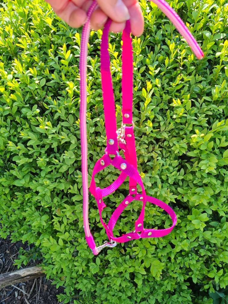 Hobby Horse Halfter Set mit Strick MAßANFERTIGUNG viele Etsy.de