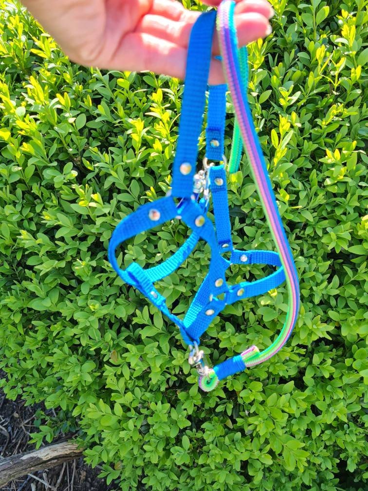 Hobby Horse Halfter Set mit Strick MAßANFERTIGUNG Strick Etsy