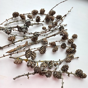 May include: A collection of brown pine cones arranged on a white surface. The cones are of various sizes and shapes, and some are attached to small branches.