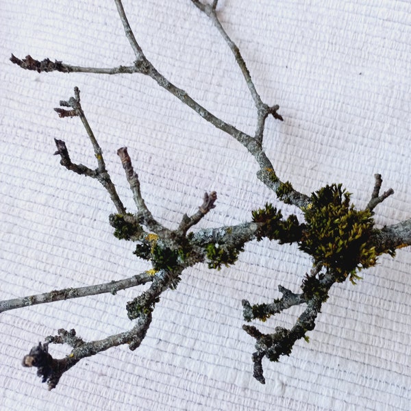 Twigs and Moss - Etsy