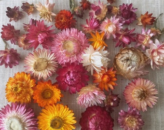 Capitules en paille séchée, de taille moyenne. Fournitures de fleuriste bio, décoration de couronne