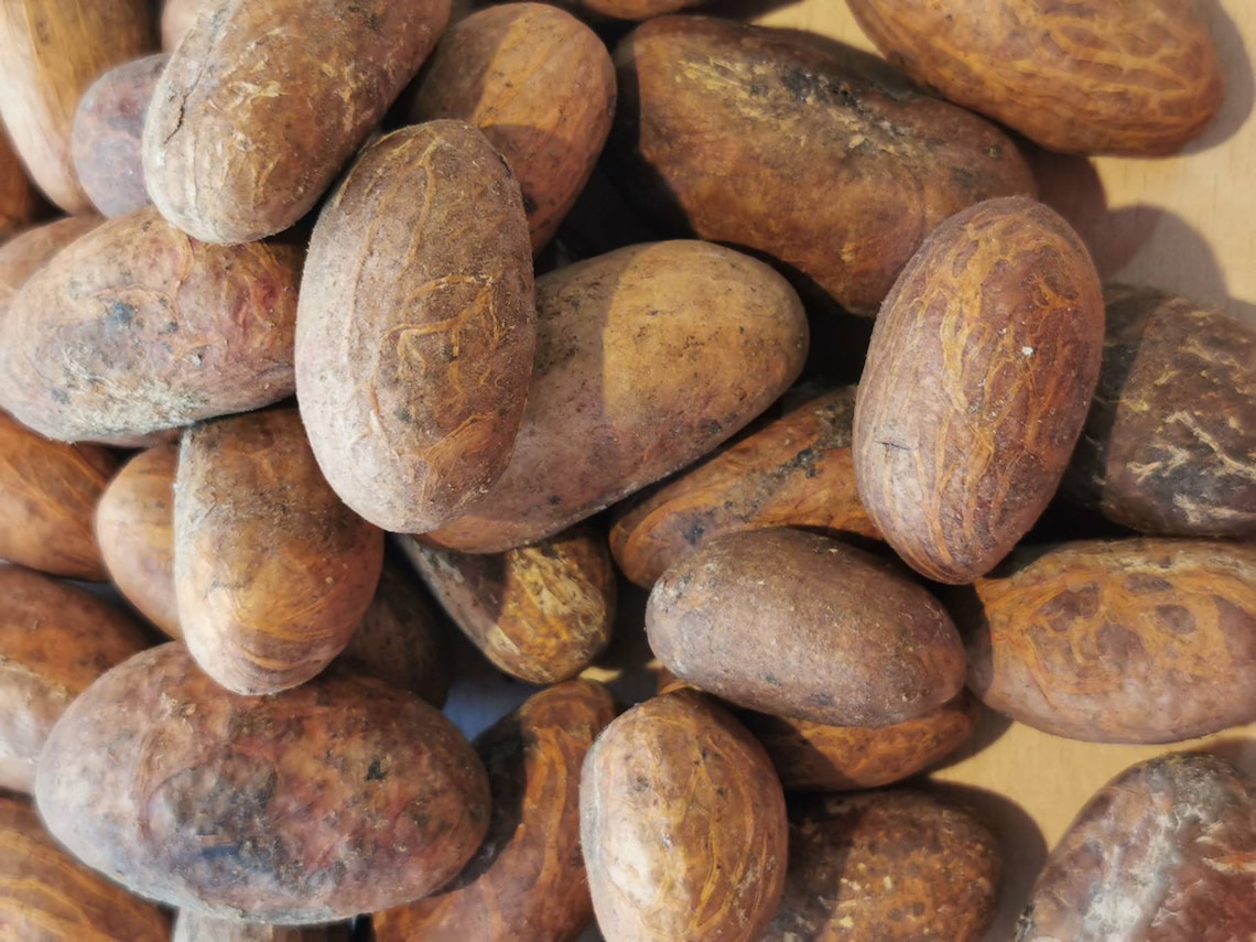 100g Bitter Kola Nuts Orogbo Garcinia Kola Akiilu Etsy